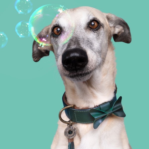 Dog with a Mission - Différents types de harnais pour chiens - Dog